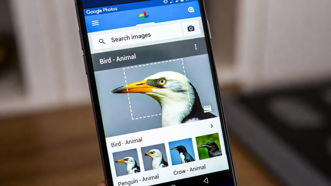 Πώς να αναγνωρίσετε είδη χρησιμοποιώντας το Google Photos και εφαρμογές αναγνώρισης